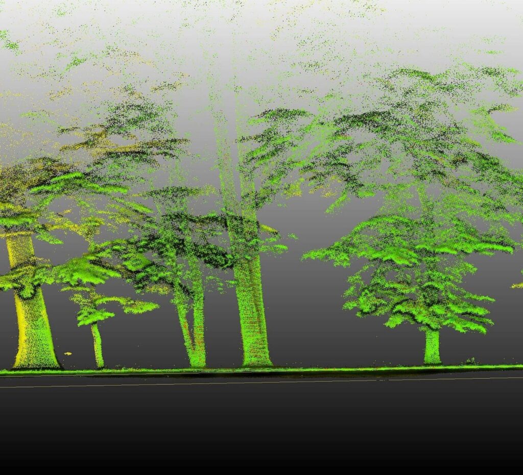 inwentaryzacja zieleni -mapa 3D drzew 
